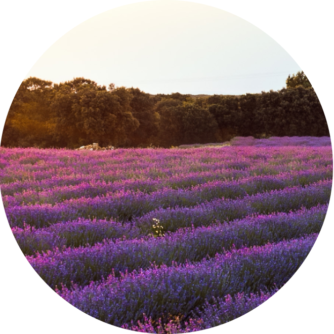 Field of lavender